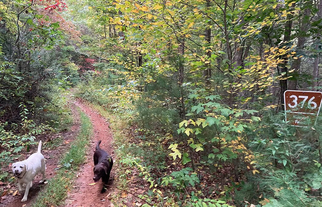 A North Georgia Local’s Secret: Forest Service Roads, Let’s Take a Road Less Traveled on 376 | Easy to Moderate (1.5miles)