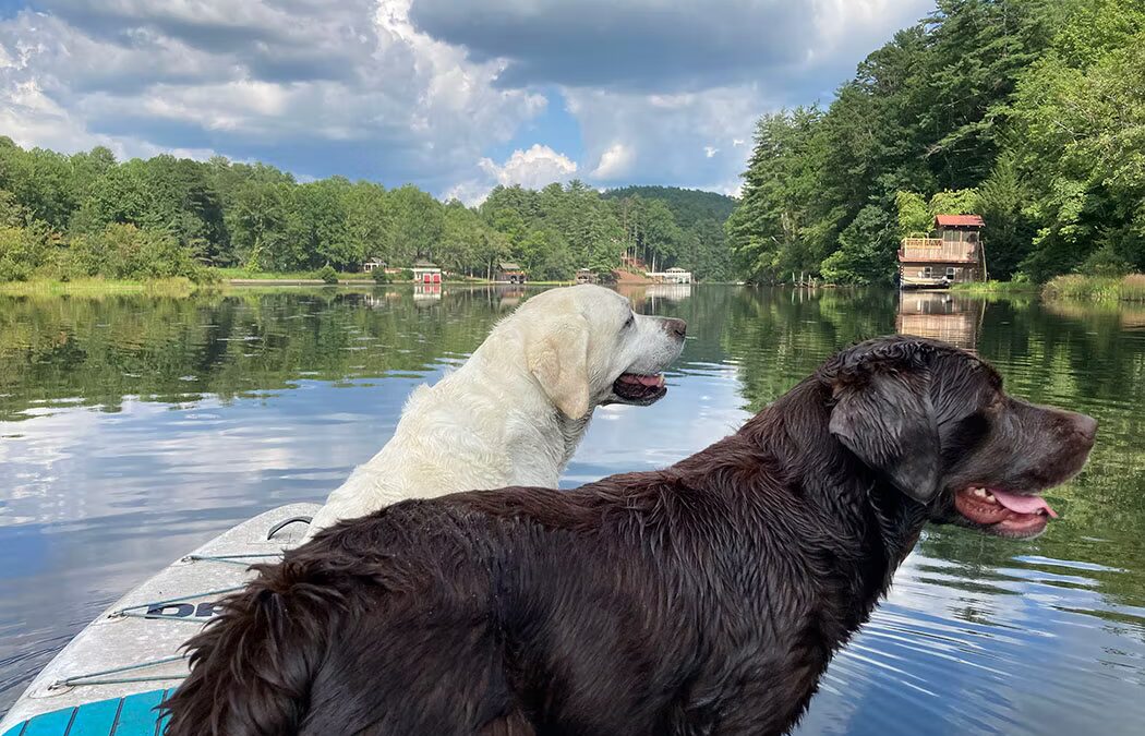 Paddling the Upper Narrows and River Section of Lake Rabun | Rabun Beach to Nacoochee Dam