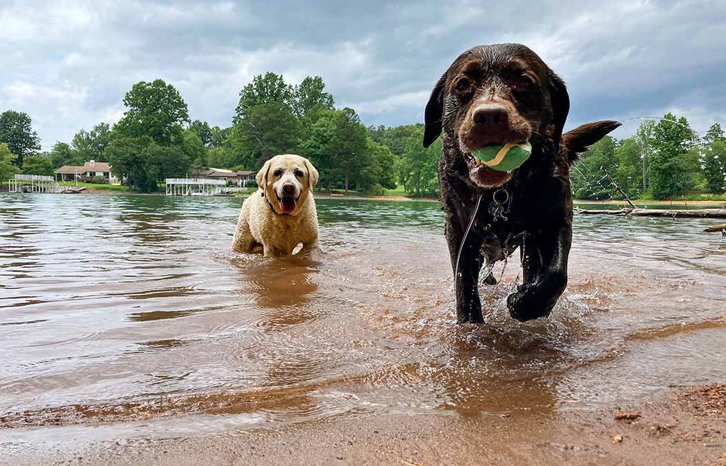 A Dog-Friendly Day around Hiawassee, Georgia